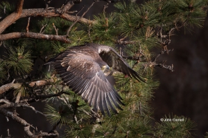 Bald-Eagle;Birds-of-Prey;Eagle;Flying-Bird;Haliaeetus-leucocephalus;Nest;Oregon;